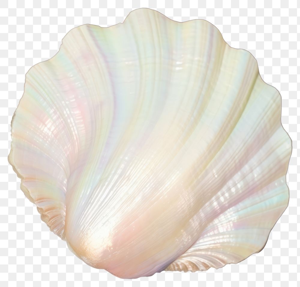 PNG Iridescent seashell ocean beauty