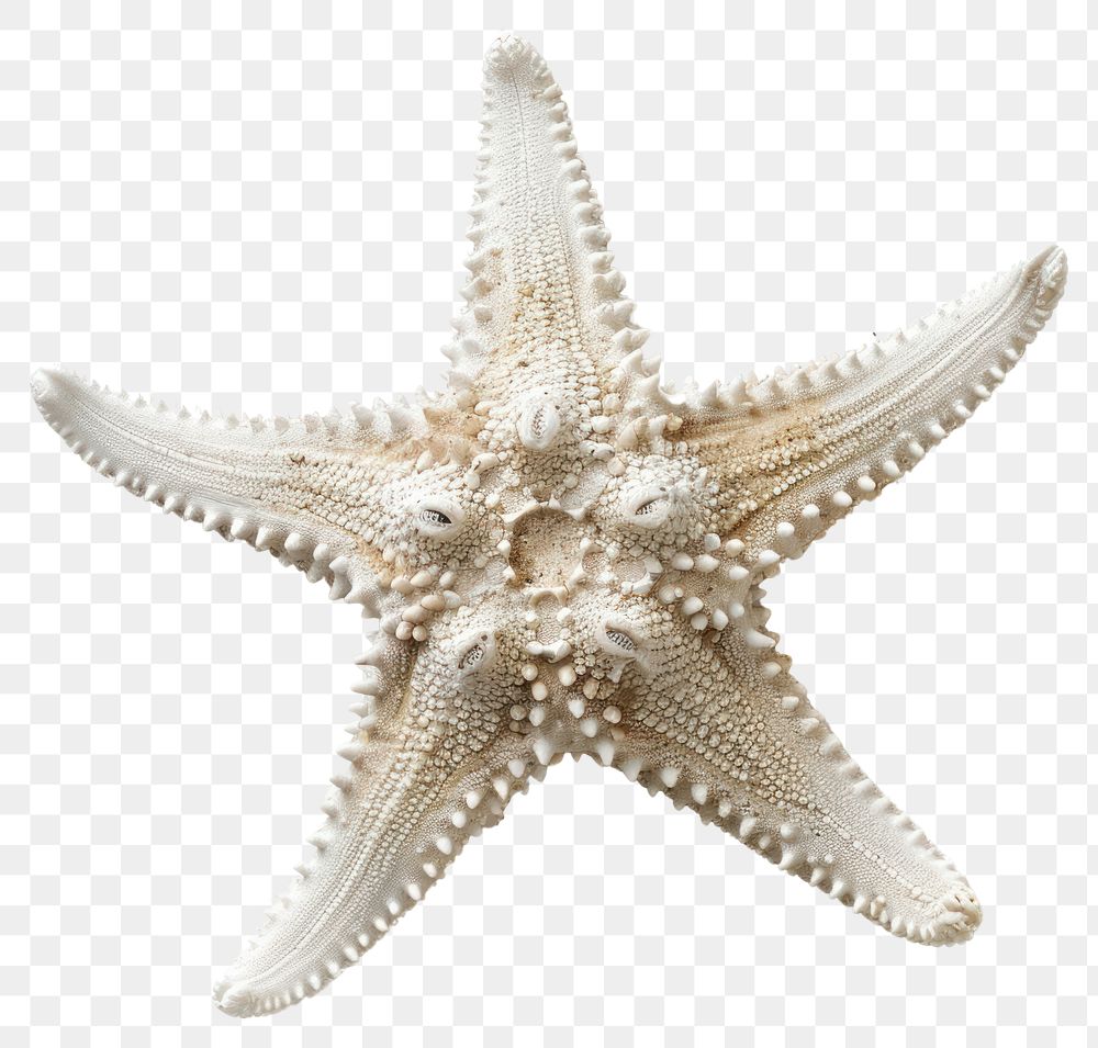 PNG Detailed white starfish closeup