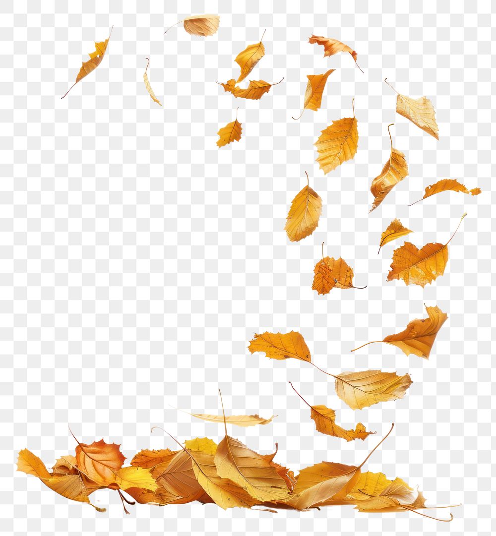 Autumn leaves swirling gracefully white