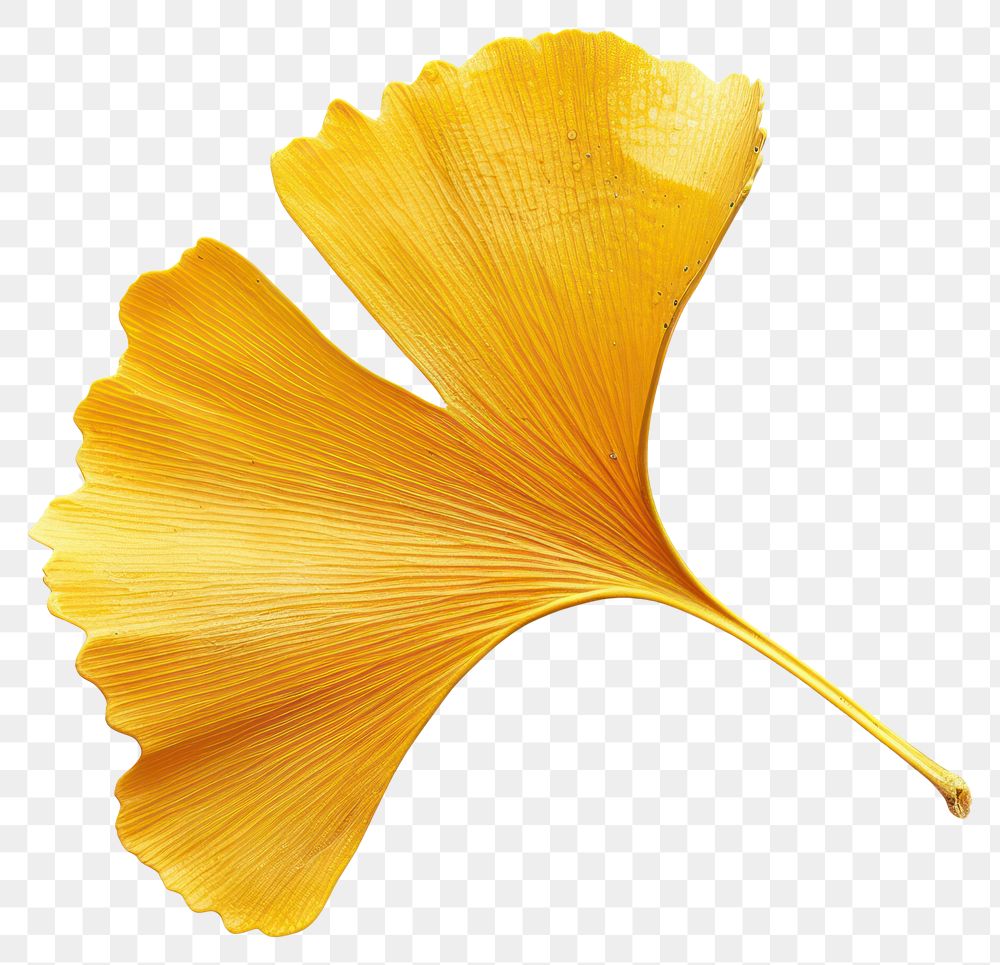 PNG  Golden ginkgo leaf isolated.