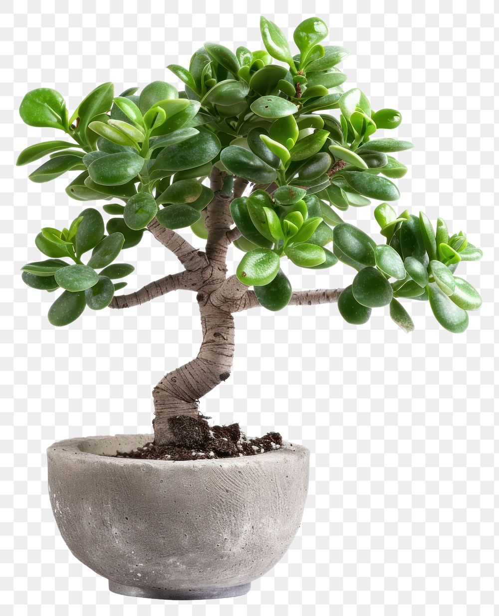 Potted jade bonsai tree plant