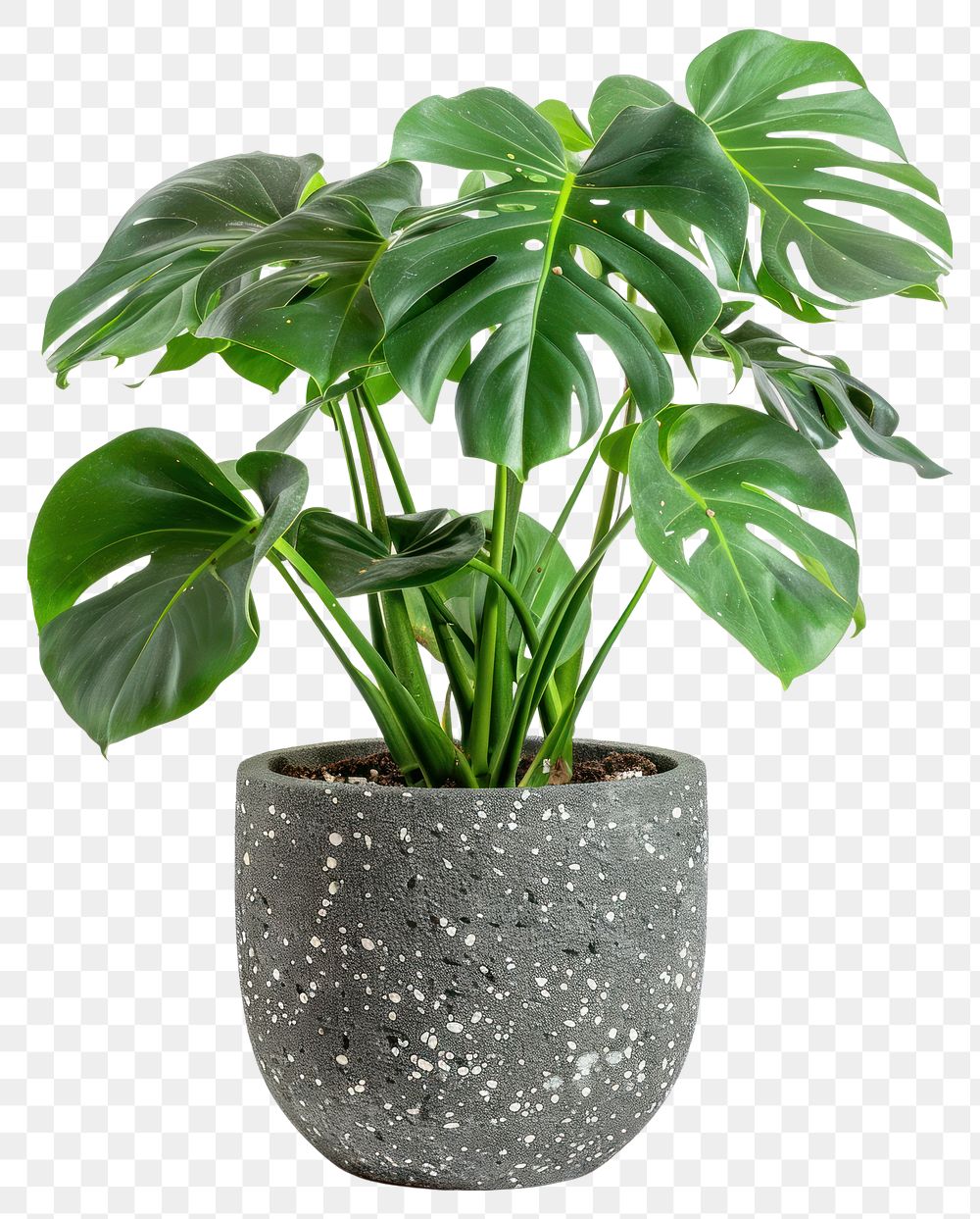 PNG  Stylish indoor monstera plant decor