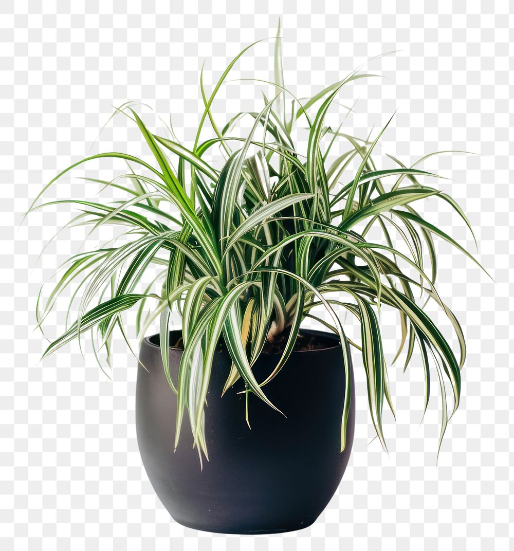 Elegant indoor spider plant