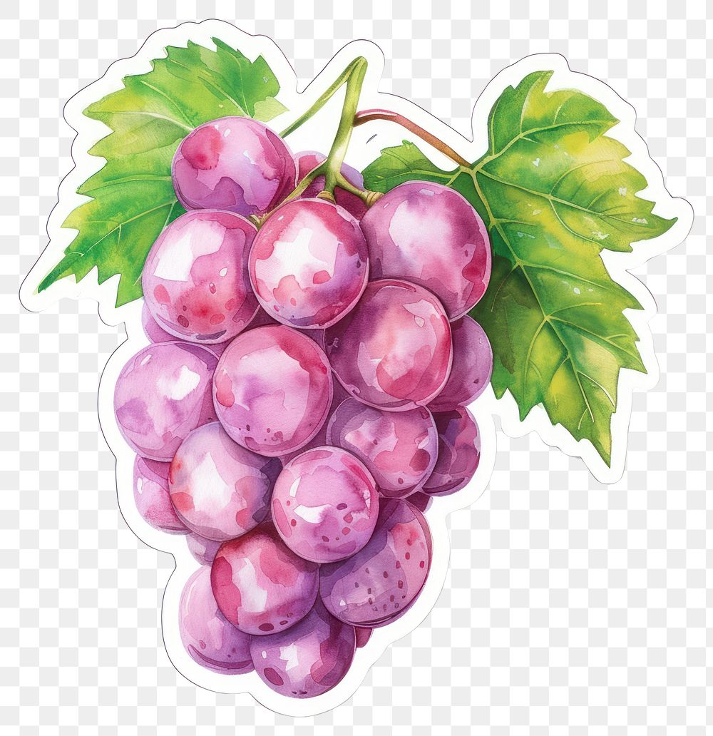 PNG  Vibrant watercolor grape illustration