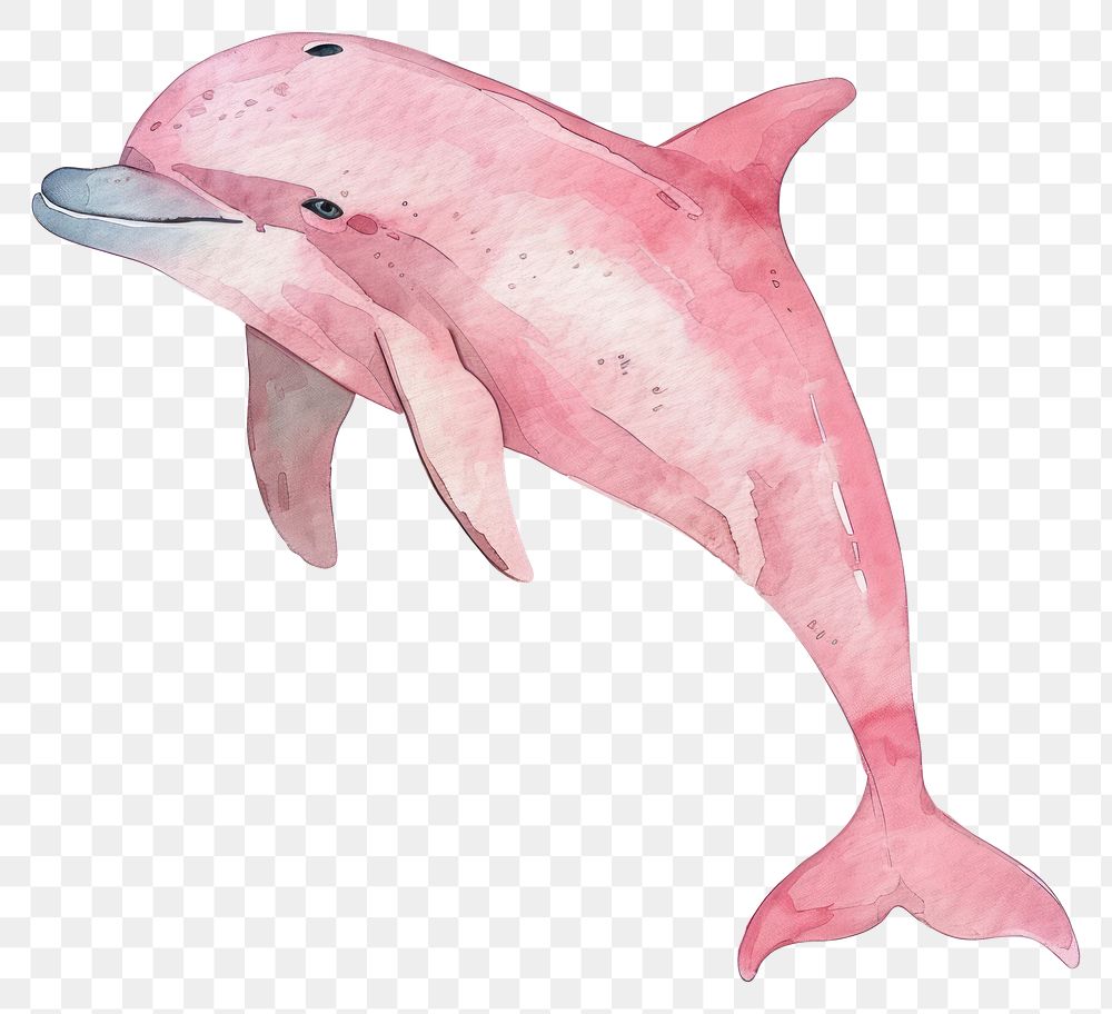 PNG Pink Dolphin dolphin animal mammal.