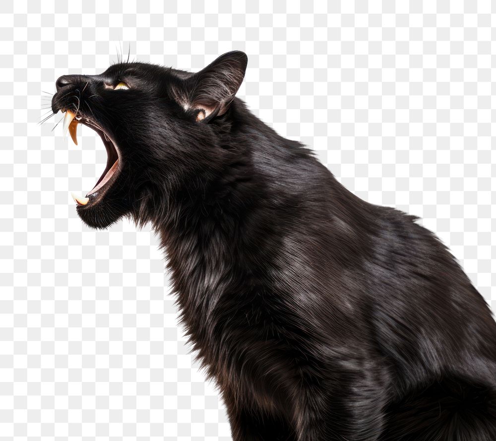 PNG Screaming cat mammal animal black. 