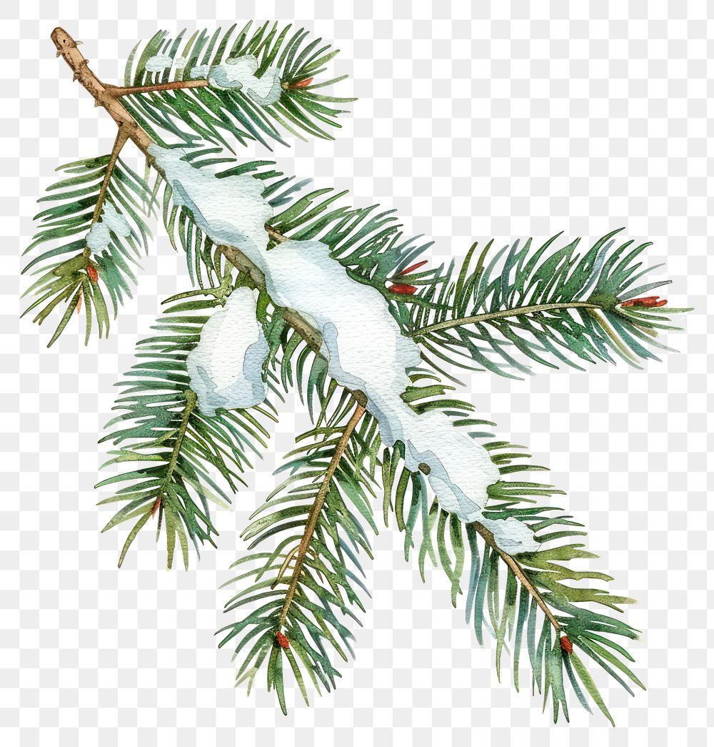 PNG Snow-covered evergreen branch illustration