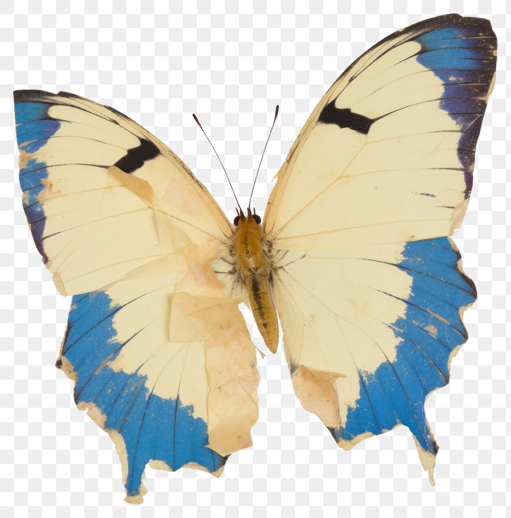 PNG Madagascan butterfly ripped paper | Free PNG - rawpixel