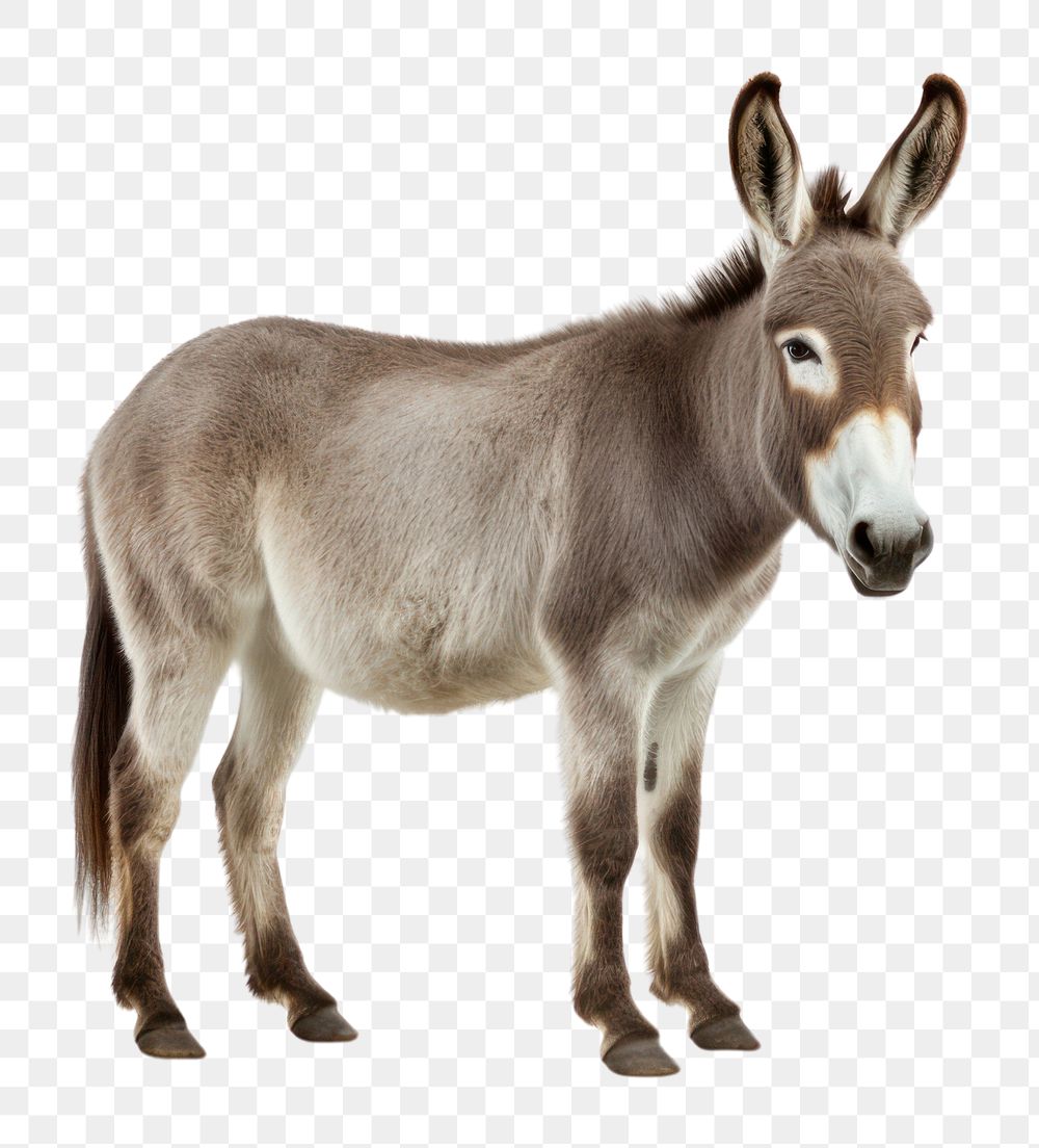 PNG Donkey animal mammal white background. 