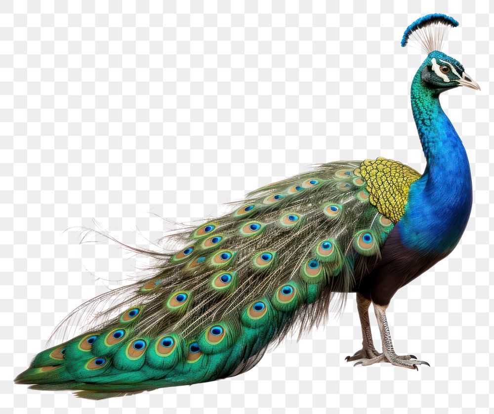 PNG Peacock animal bird wildlife.