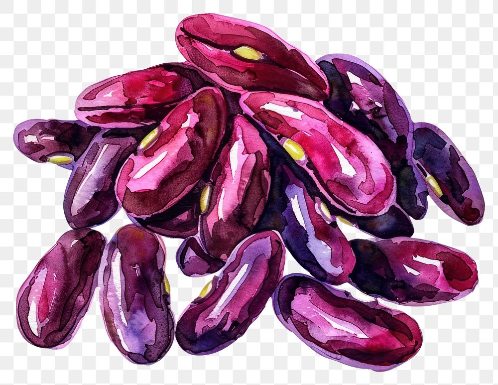 PNG  Colorful watercolor kidney beans illustration