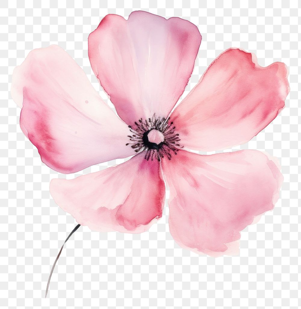 PNG Background pink flower blossom petal plant.