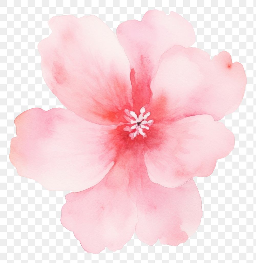 PNG Background pink flower blossom petal plant.