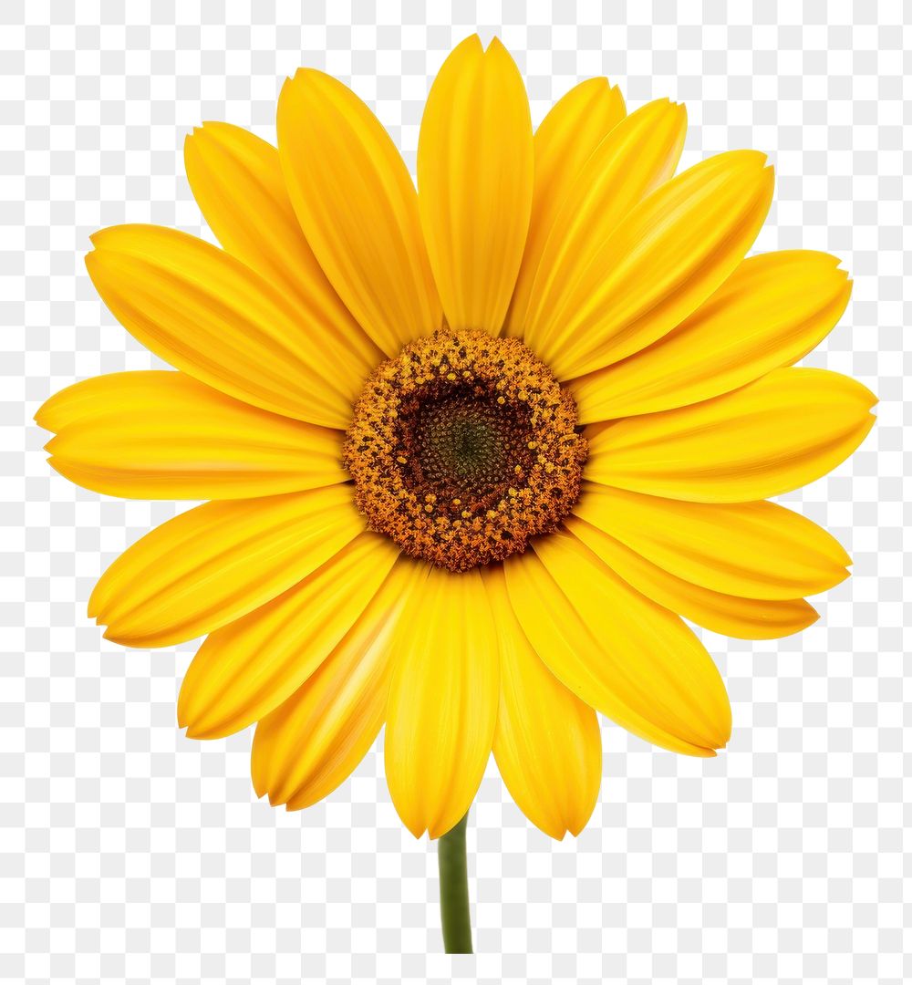 PNG Beautiful yellow daisy flower sunflower petal plant. 