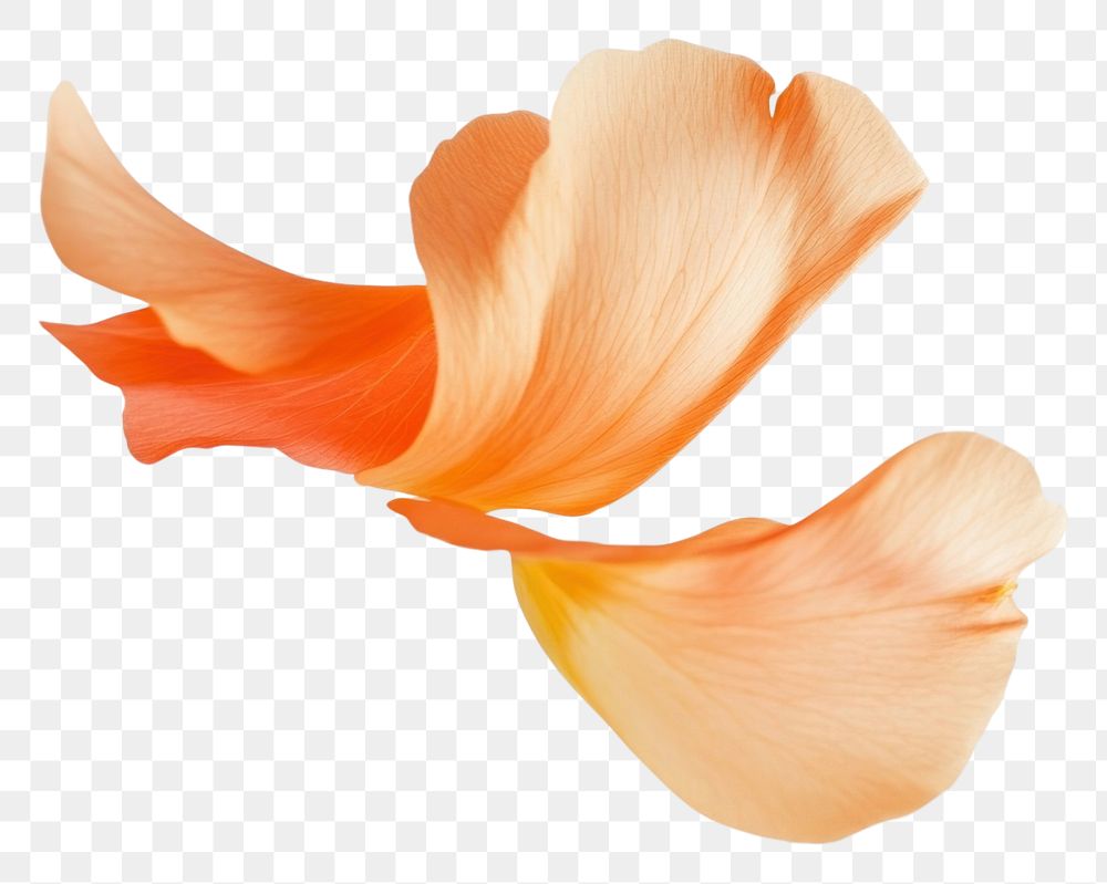 PNG Flying petal petals minimalist floating.