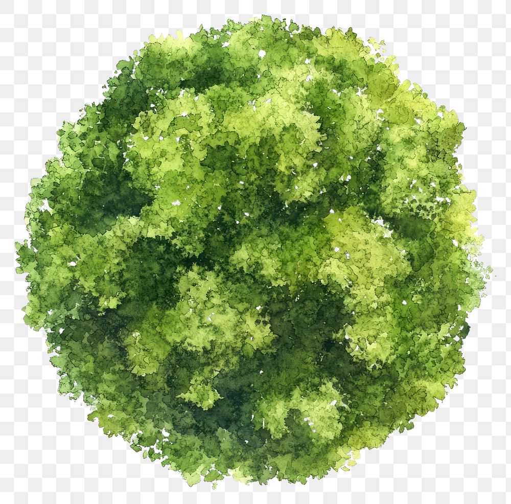 png-green-tree-illustration-watercolor-free-png-rawpixel