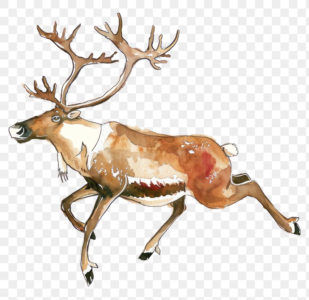 PNG A jumping brown caribou illustration watercolor wildlife.