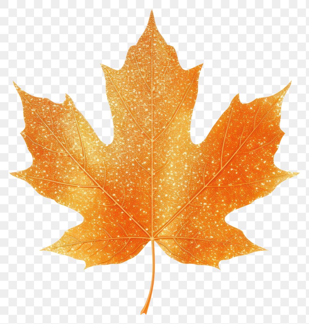 PNG Orange maple leaf icon plant shape tree.