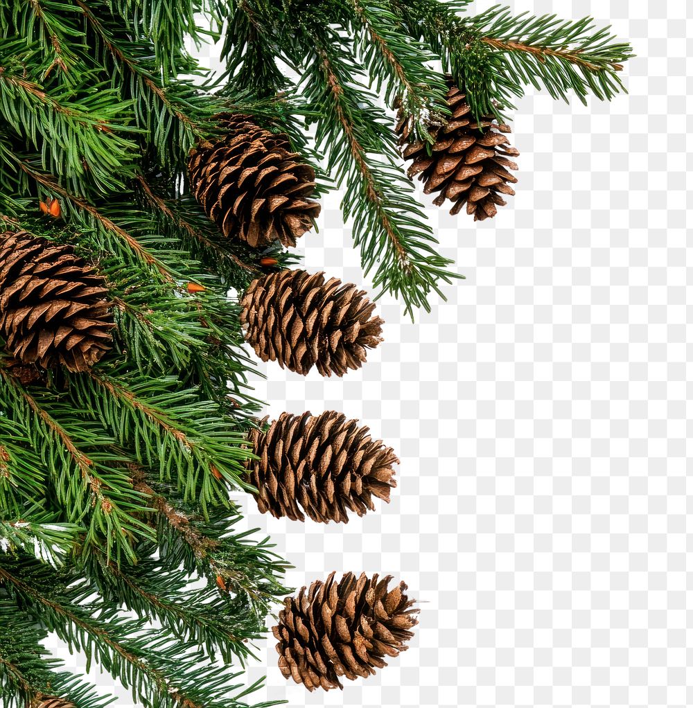 Christmas tree branches with pine cones border conifer spruce animal.