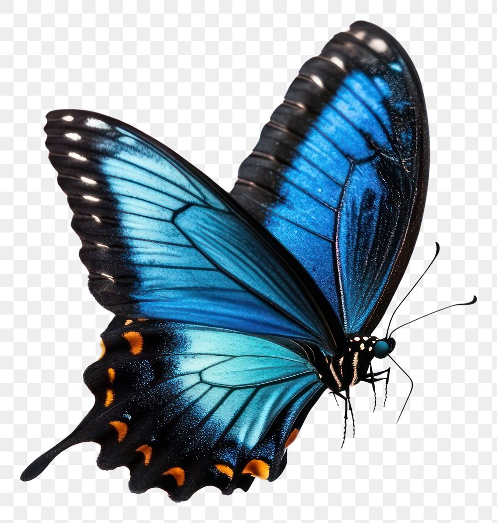 PNG A flying blue butterfly photography insect invertebrate.