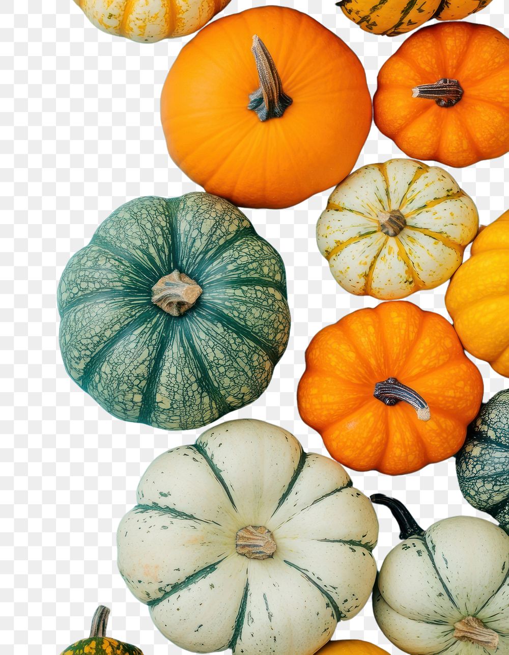 PNG Colorful pumpkins and small decorative gourds background decoration colorful.