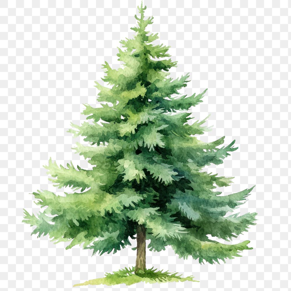 PNG  Green Spruce tree illustration watercolor pine.