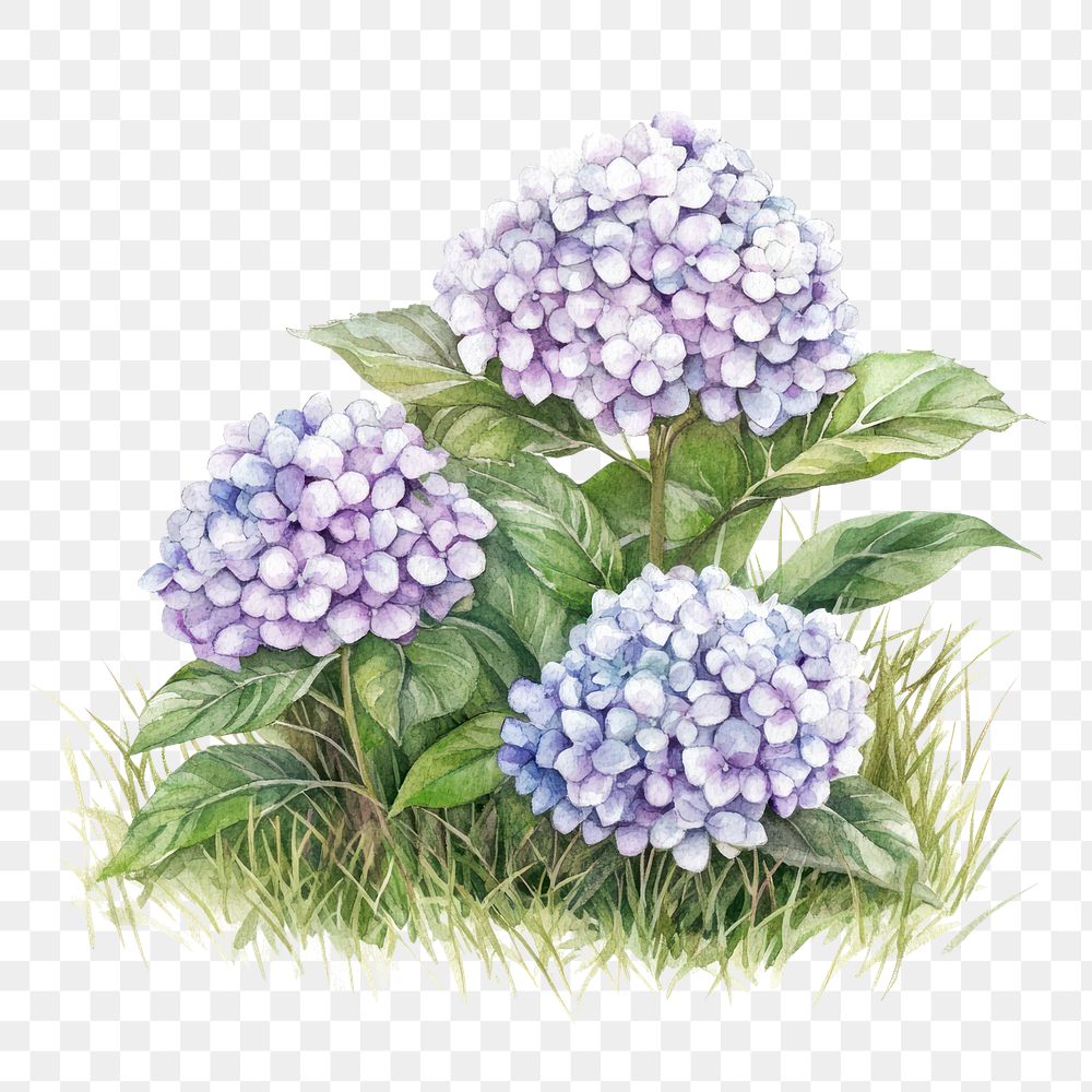 PNG  Small bush of Hydrangeas on grass art illustration watercolor.