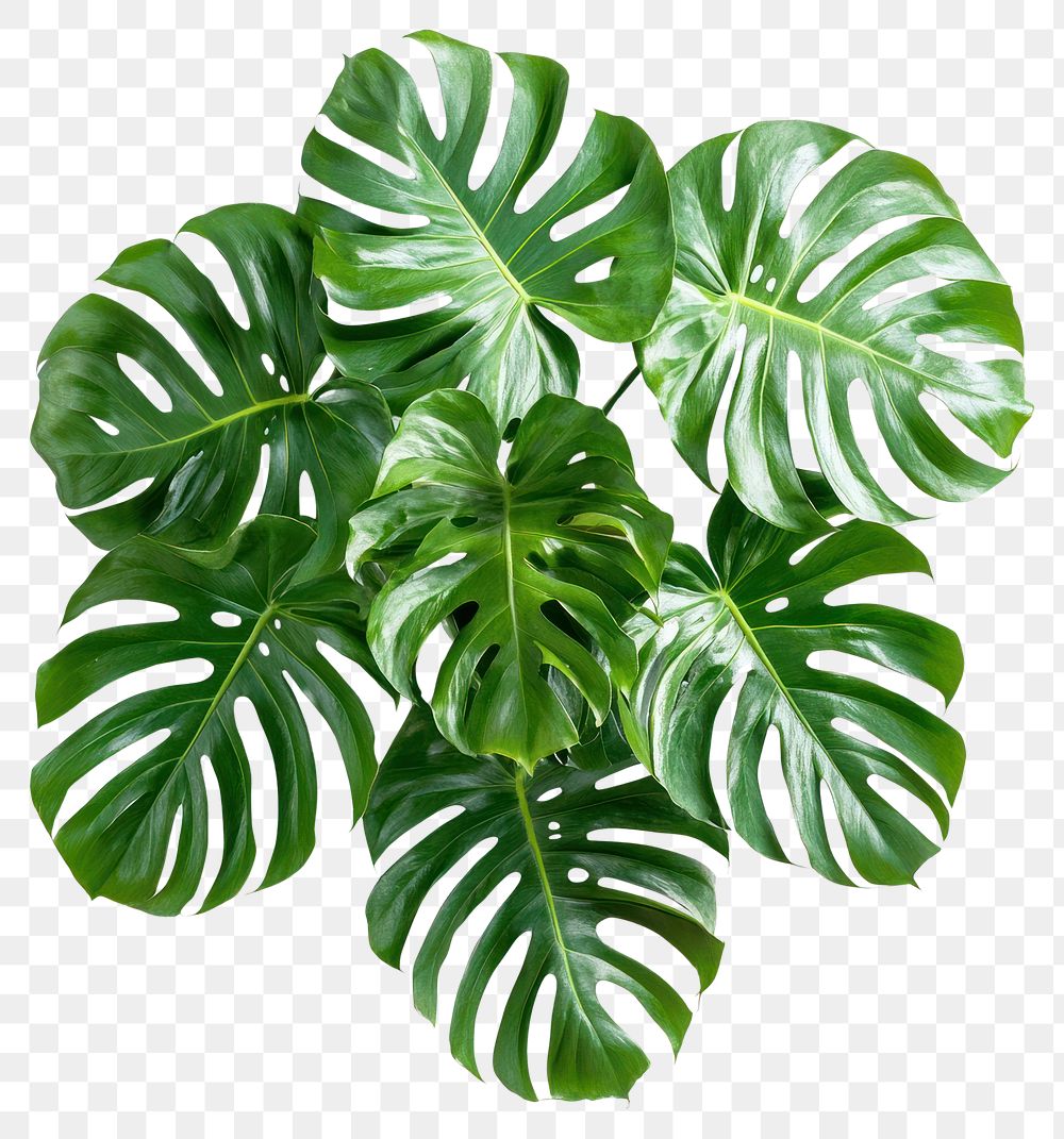 PNG Real monstera plant leaves leaf background.