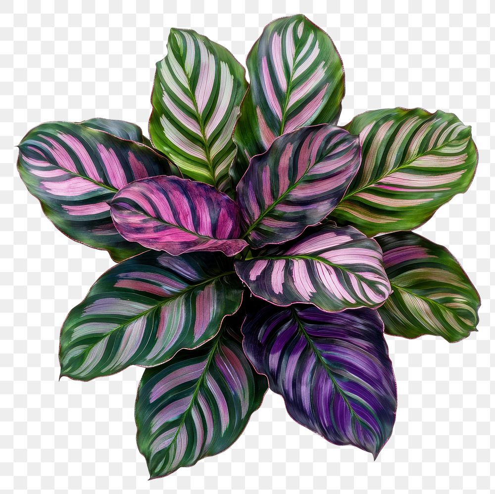 PNG Real calathea plant leaves leaf purple.