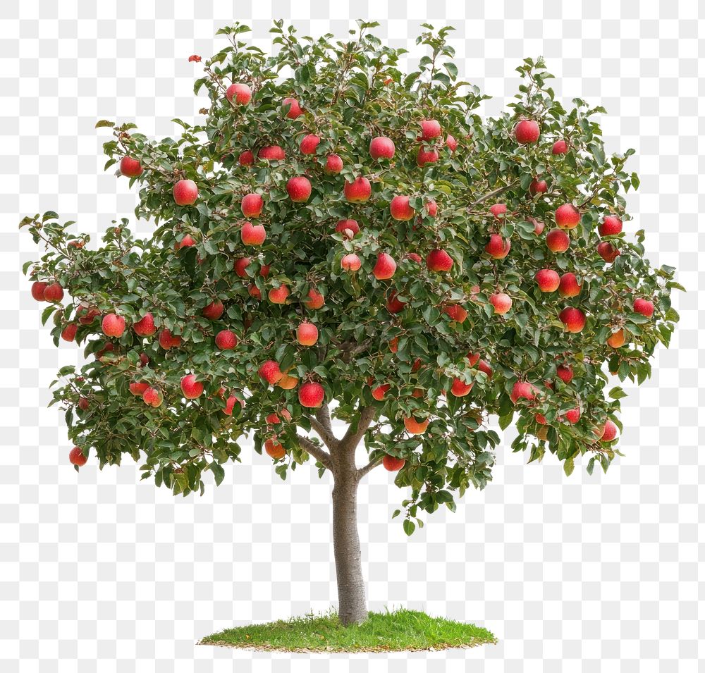 PNG Real apple tree apples background isolated.