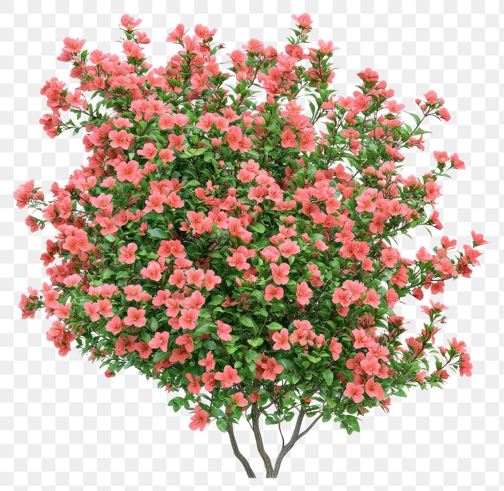 PNG Real pink flower bushes flowers plant ornamental.