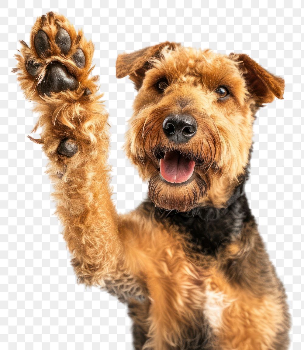 PNG Dog smiling and waving to a camera background airedale terrier.