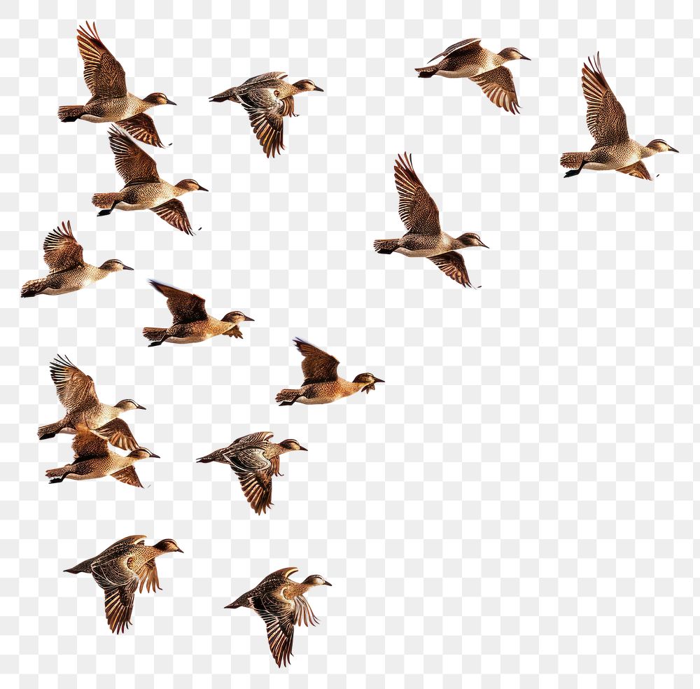 PNG Flock birds flying photography.