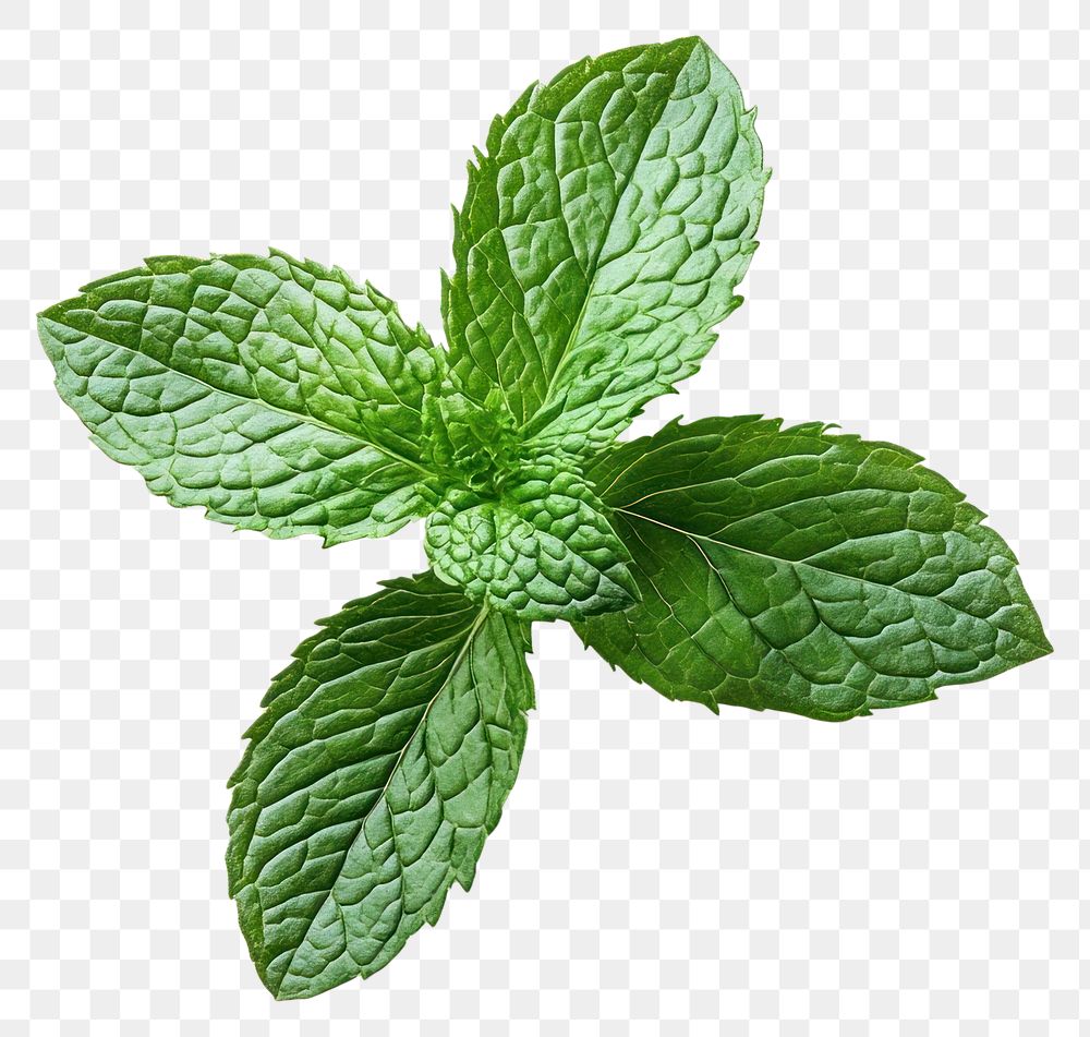 PNG Fresh mint leaves on white