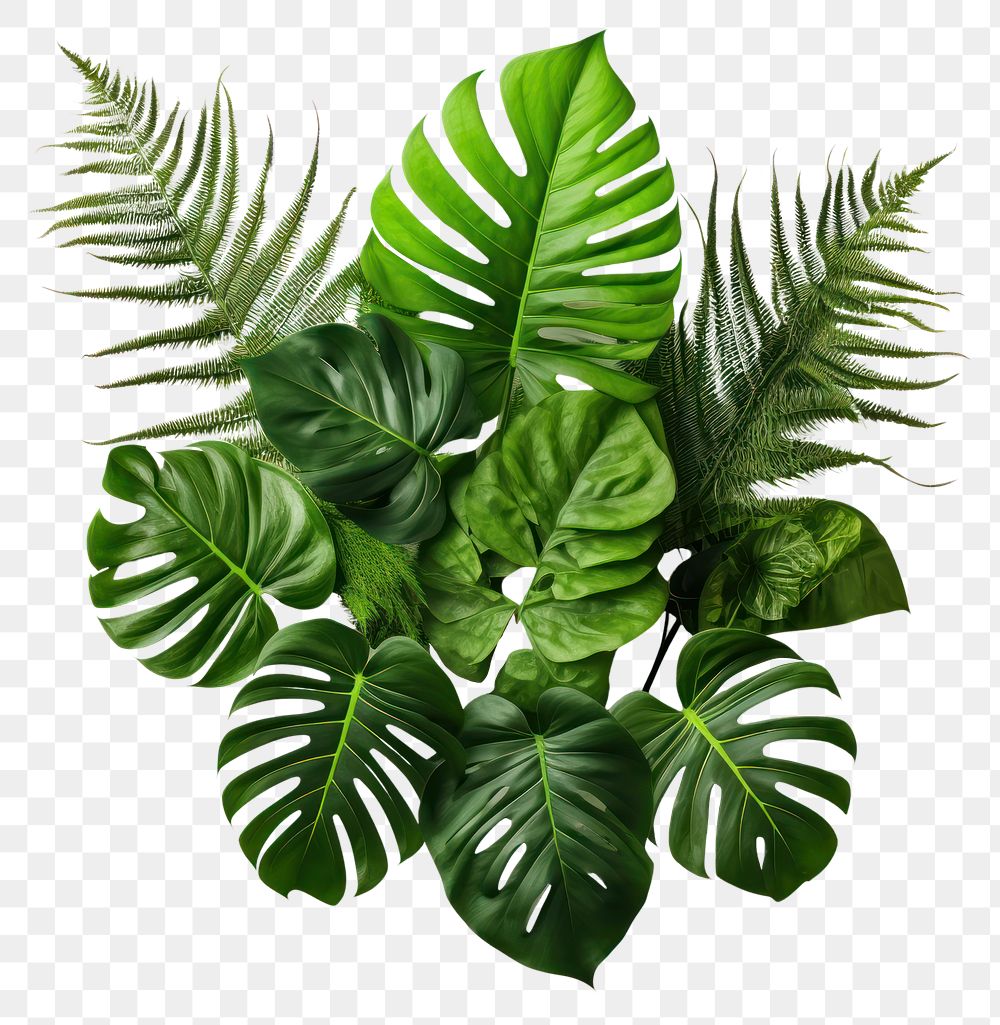 PNG Tropical plants leaf white background freshness. 