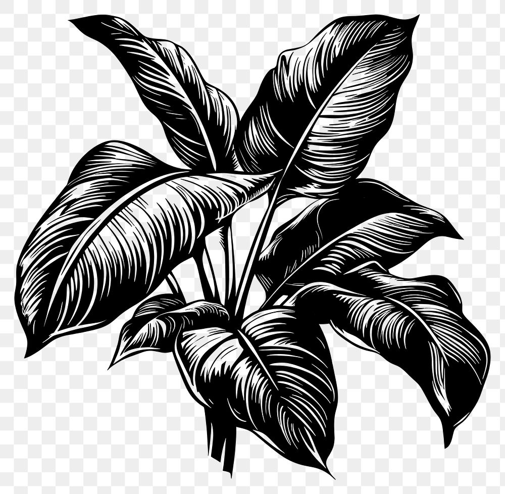 PNG Tropical plant illustrated drawing sketch.