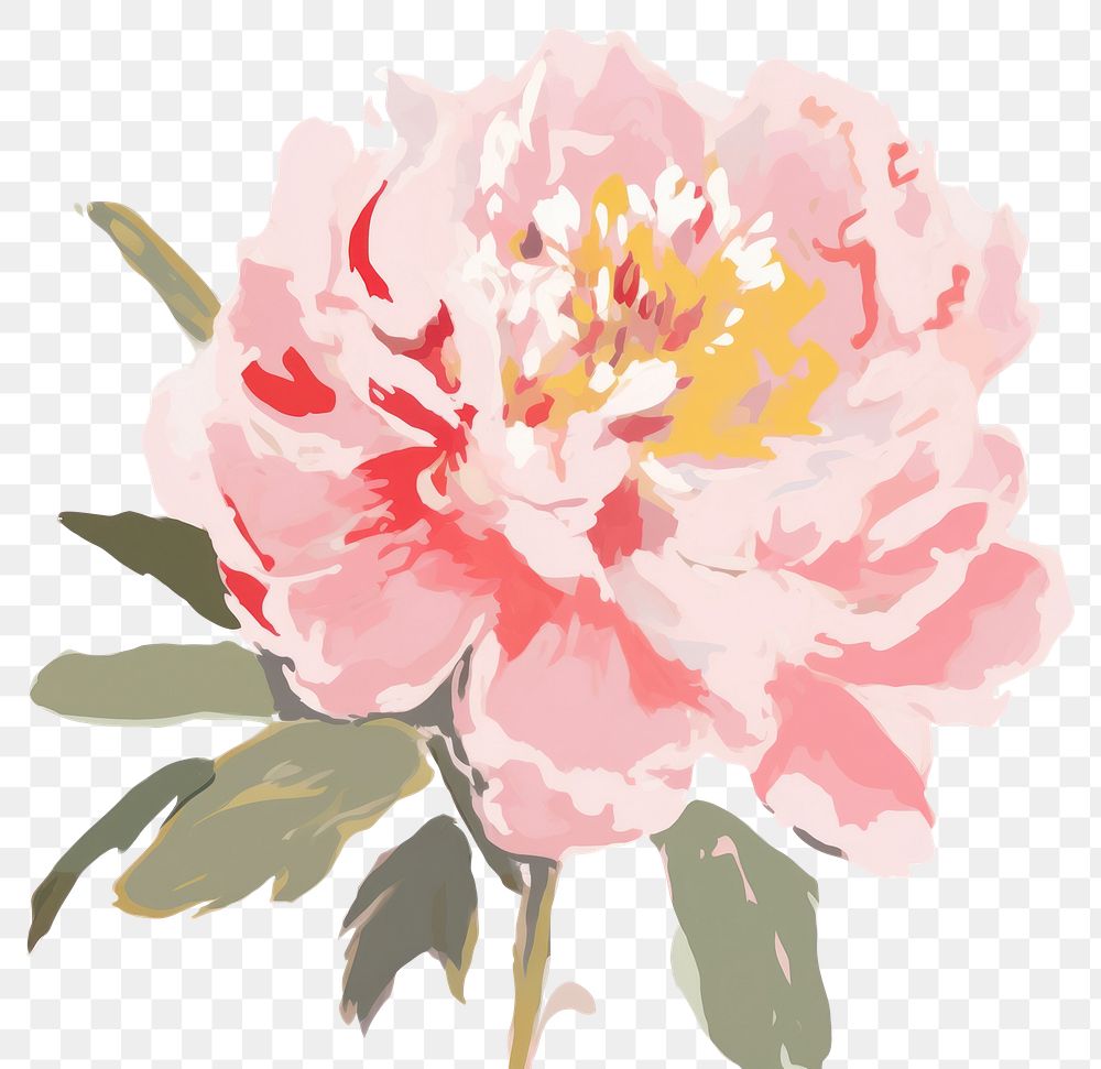 PNG Blossom flower plant peony.