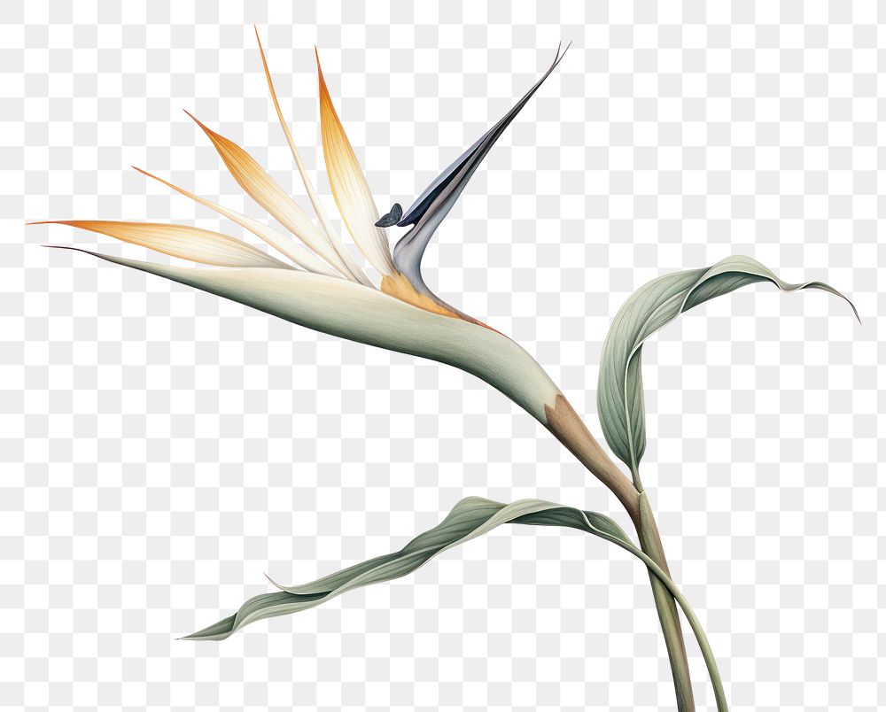 PNG Botanical illustration bird of paradise flower plant fragility.