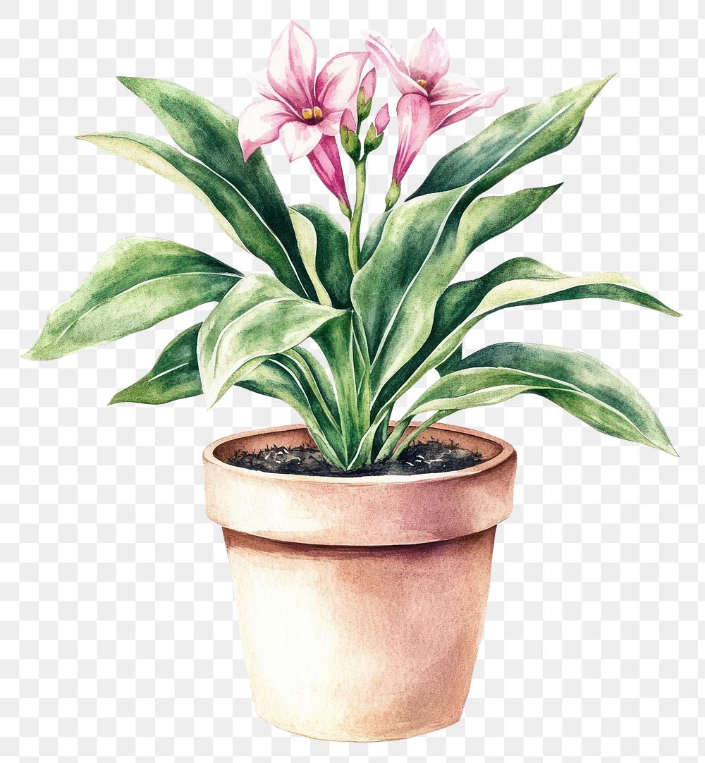 PNG Flower Potted Plant flowers plant illustration.