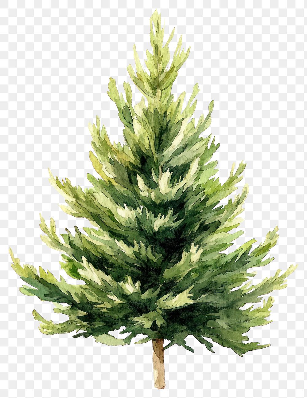 PNG Taxus baccata illustration watercolor plant.