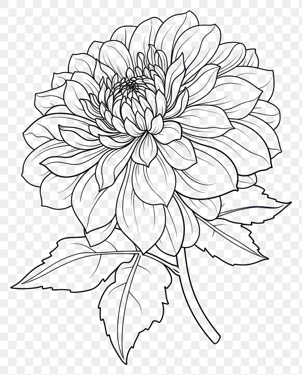 PNG Dahlia art illustration drawing.