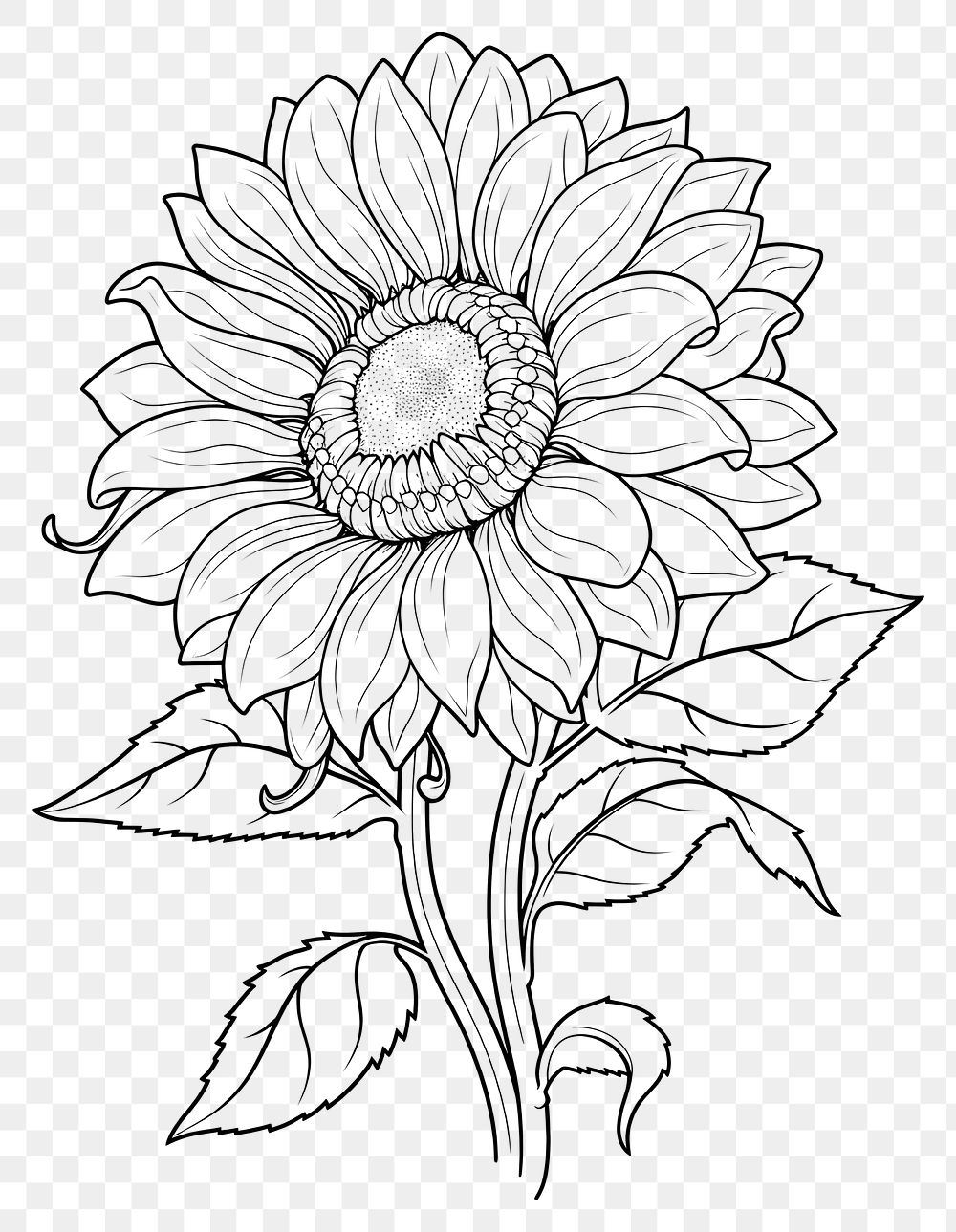 PNG Sunflower art illustration drawing.