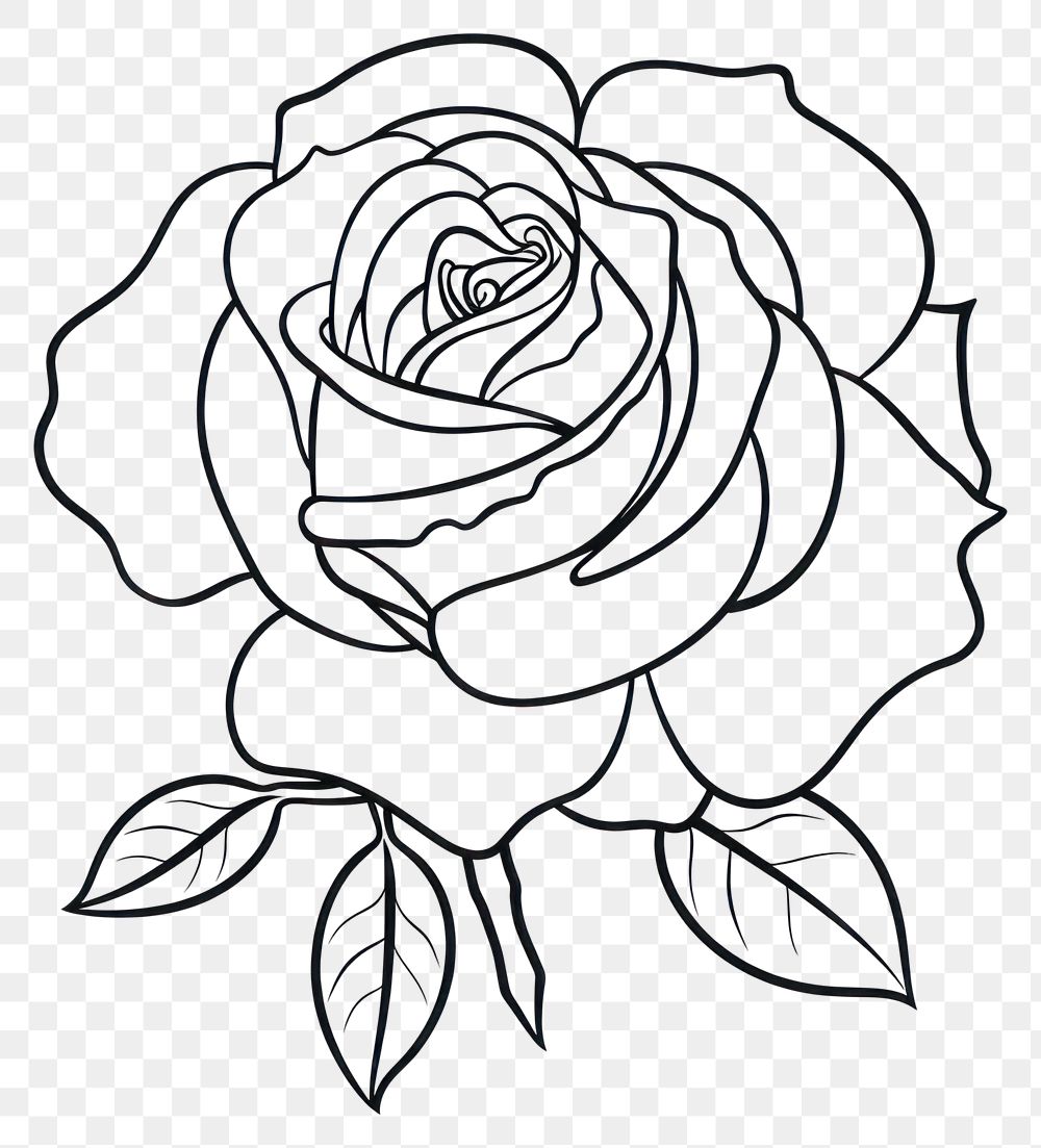 PNG Rose flower art illustration.