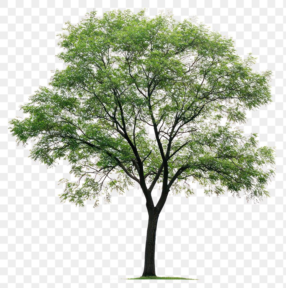 PNG A Elm tree background isolated nature.