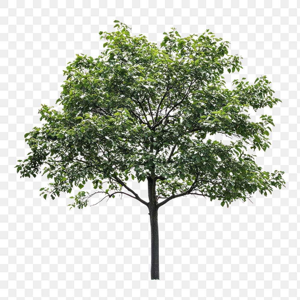 PNG A Yum tree isolated nature sycamore.