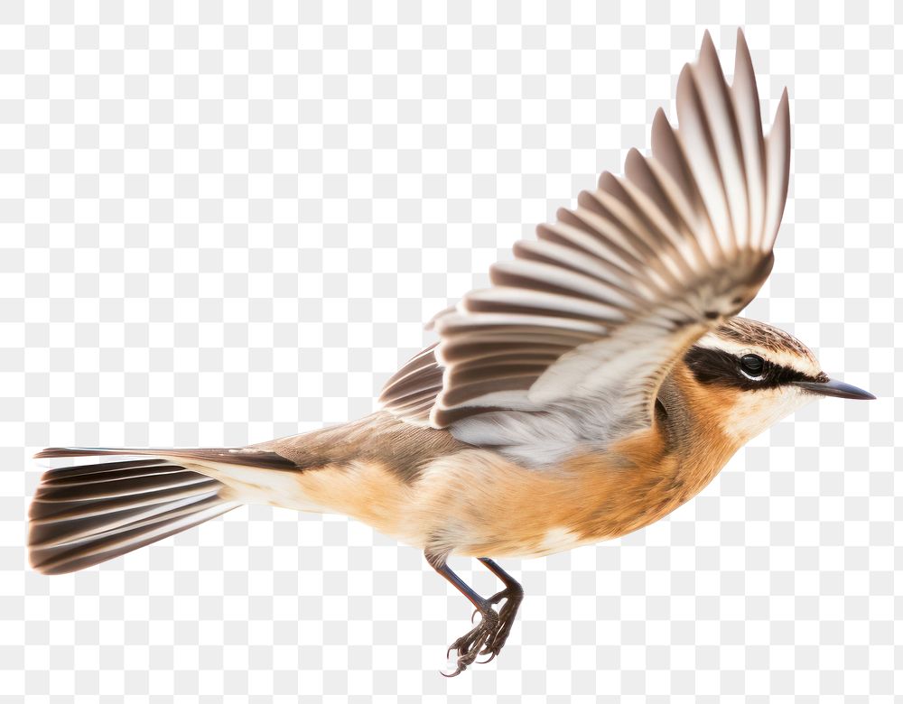 PNG Whinchat flying sparrow animal. 