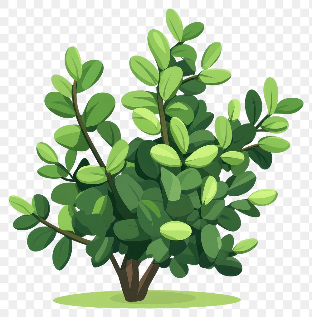 PNG Shrub illustration plant green.