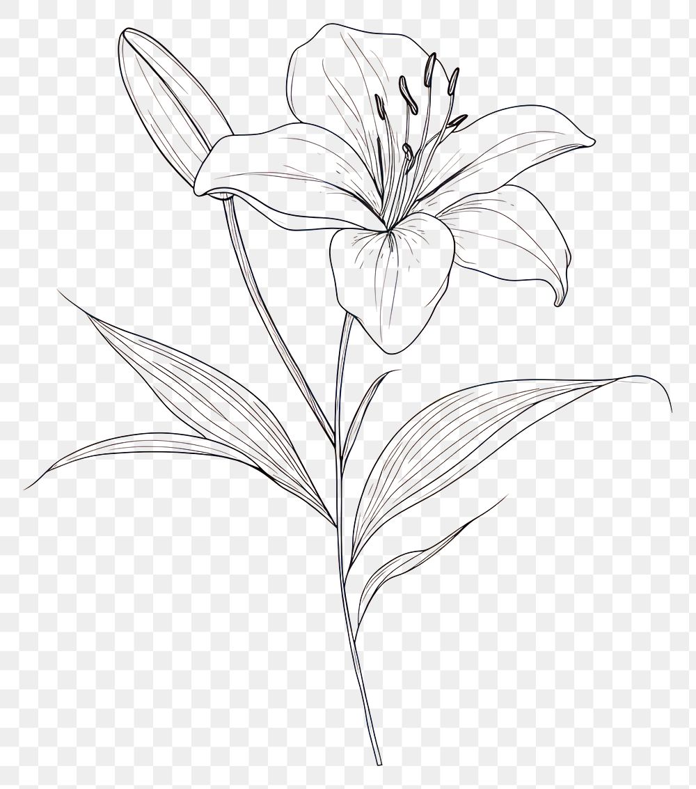 PNG Hand drawn of lilly flower drawing minimalist sketch.