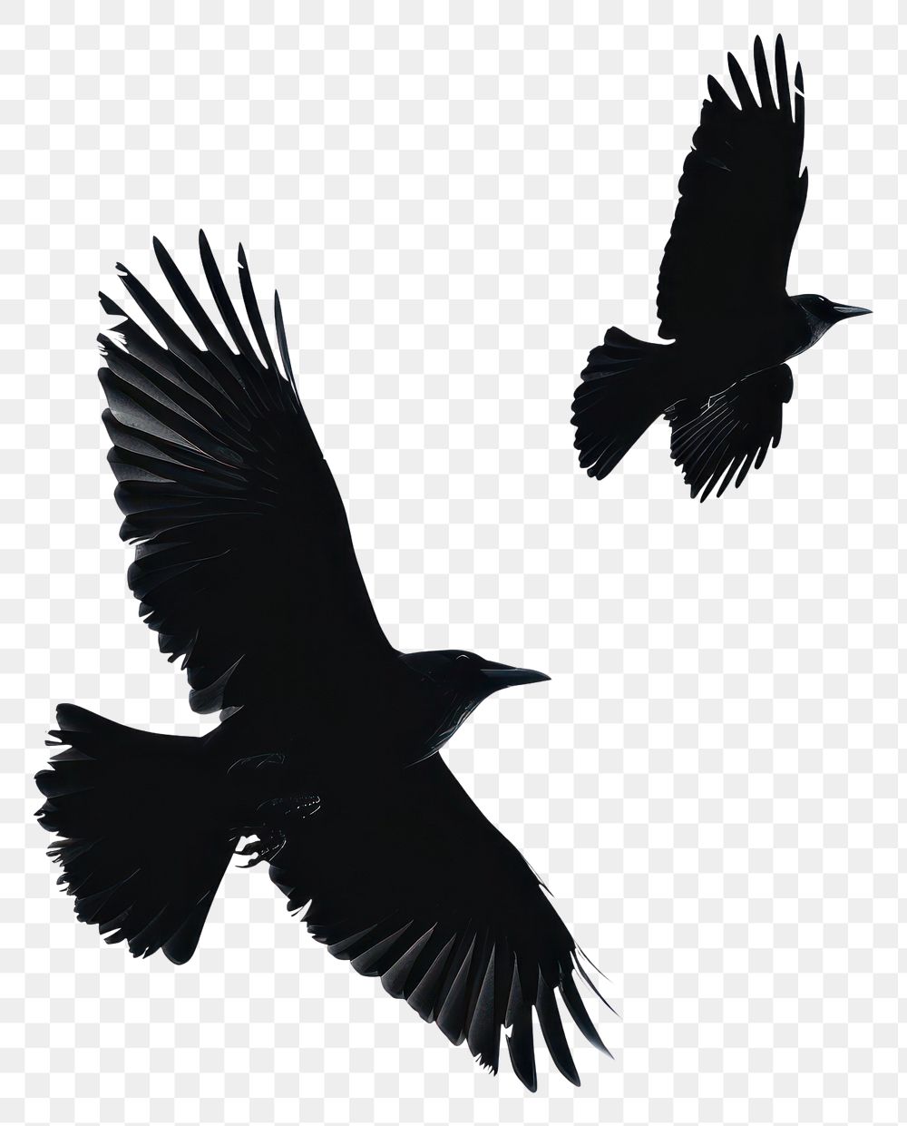 PNG Birds flying silhouette silhouettes background blackbird.