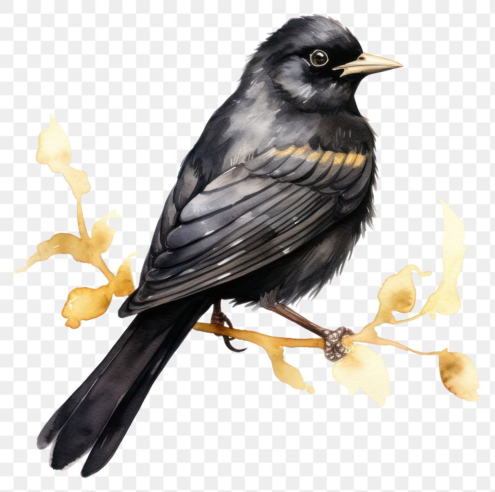 PNG Black color bird blackbird animal 